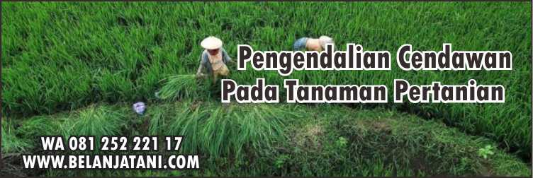 pengendalian, cendawan, pada, tanaman, pertanian