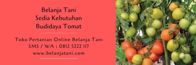 benih tomat,budidaya tomat,budidaya tanaman,cara menanam tomat,tanaman tomat,belanja tani