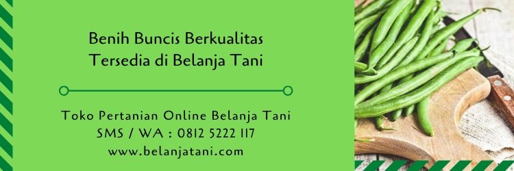 benih buncis,budidaya tanaman,pertanian,usaha pertanian,buncis,belanja tani