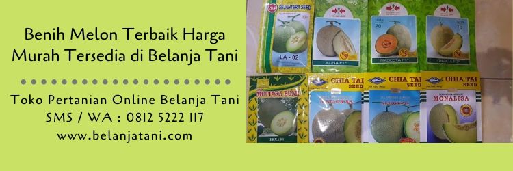 benih melon,jual benih murah,budidaya melon,buah melon,tanaman melon,belanja tani