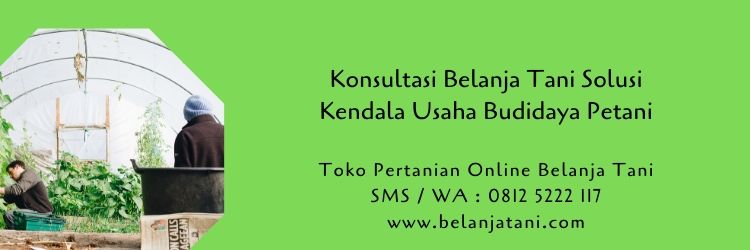 konsultasi,pertanian,penyakit tanaman,hama tanaman,budidaya tanaman,belanja tani