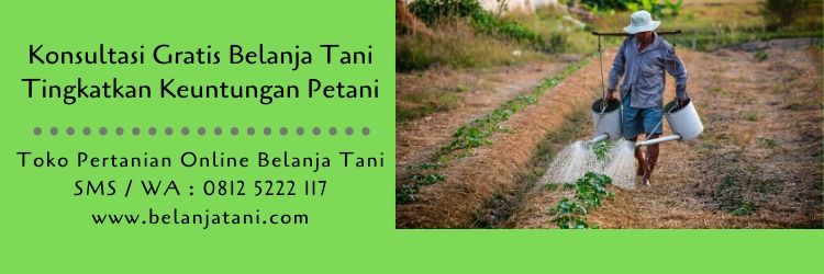 petani,budidaya tanaman,konsultasi,hama,cara menanam melon,pertanian,belanja tani