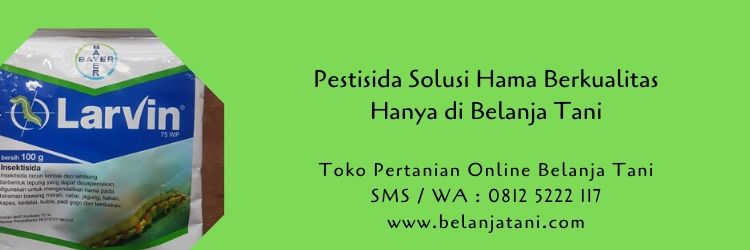 pestisida,hama,cara menanam cabe,benih cabe,budidaya cabe,tanaman cabe,belanja tani