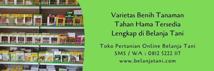 budidaya tanaman,benih tanaman,pertanian,hama,virus,usaha pertanian,belanja tani