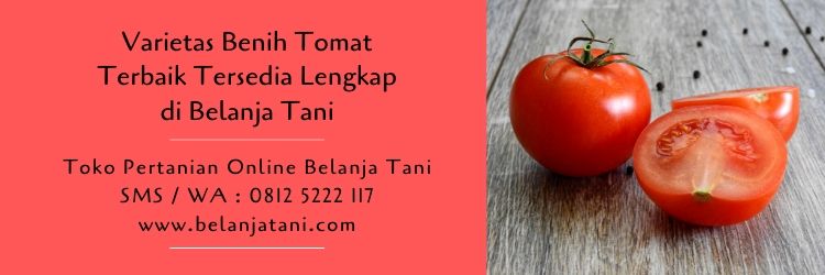 benih tomat,budidaya tomat,tanaman tomat,benih hibrida,belanja tani