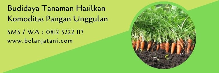 budidaya tanaman,benih sayuran,budidaya sayuran,sayuran,sayuran sehat,benih,pertanian,belanja tani