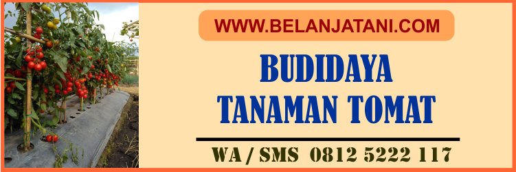 budidaya, tanaman, tomat