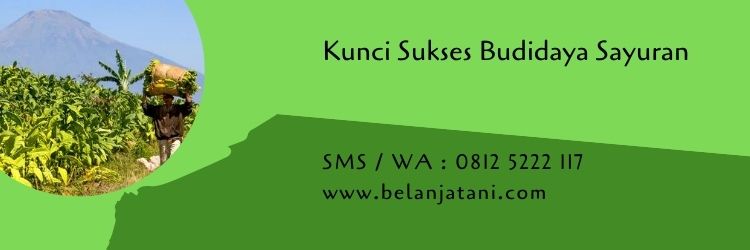 budidaya sayuran,kunci sukses,budidaya tanaman,pertanian,benih sayuran,sayuran,sayuran hijau,benih tanaman,belanja tani