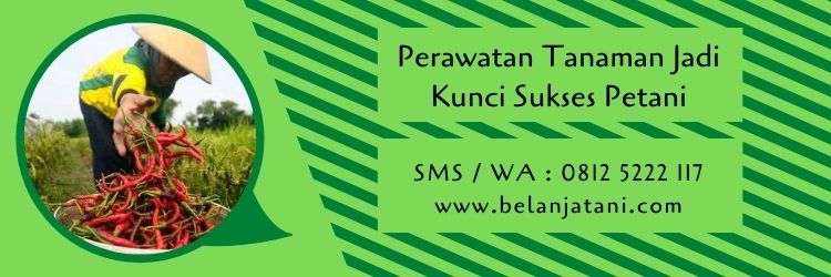 pertanian,budidaya tanaman,pengairan,irigasi,pemupukan,hama,benih tanaman,usaha pertanian,belanja tani