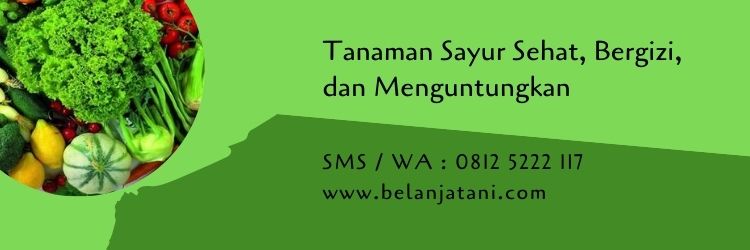 tanaman sayur,budidaya sayuran,sayuran,sayuran hijau,sehat,gizi,vitamin,budidaya tanaman,pertanian,belanja tani