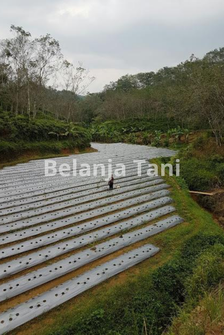 lahan pertanian,budidaya tanaman,pertanian,pengairan,pemupukan,petani,belanja tani