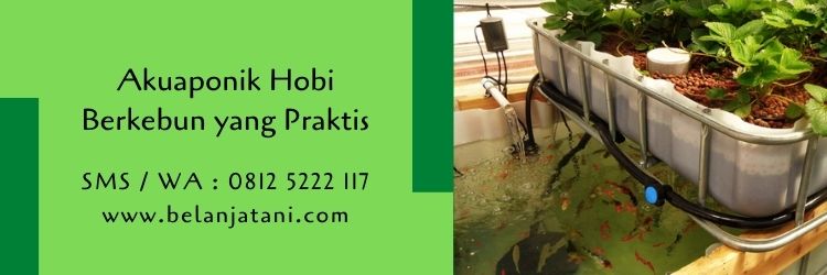 akuaponik,aquaponik,budidaya tanaman,pertanian,petani,hobi,belanja tani