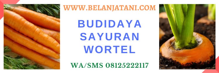 budidaya,budidaya wortel,benih,bibit,benih wortel,bibit wortel