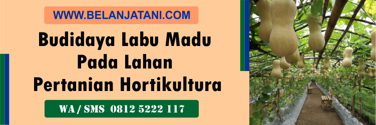 budidaya, labu, madu, lahan, pertanian, hortikultura