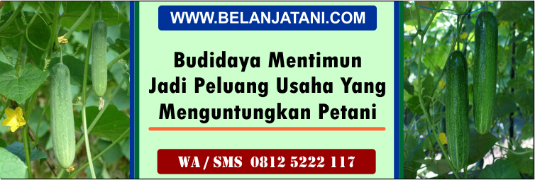 budidaya, mentimun, peluang, usaha, menguntungkan, petani