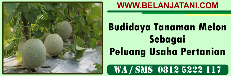 budidaya, tanaman, melon, peluang, usaha, pertanian