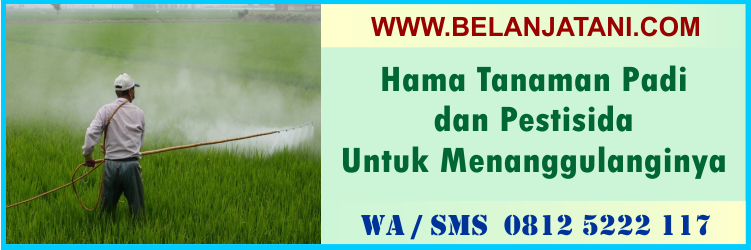 hama, tanaman, padi, pestisida