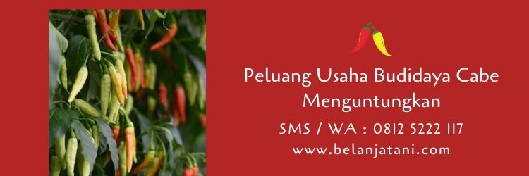 budidaya cabe,peluang usaha,pertanian,budidaya tanaman,benih cabe,cabe merah,cabe keriting,cabe rawit,belanja tani