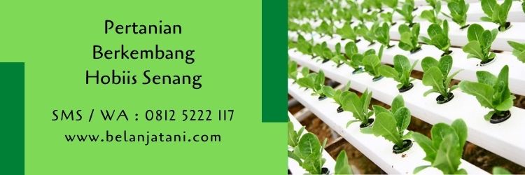 pertanian,peluang usaha,usaha pertanian,budidaya tanaman,petani,hobi,belanja tani