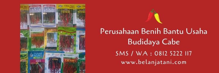 budidaya cabe,budidaya tanaman,pertanian,benih cabe,cabe merah,pertanian,belanja tani
