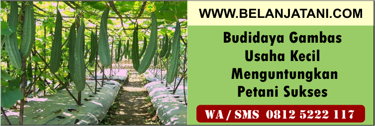 budidaya,gambas,usaha,kecil,menguntungkan,petani,sukses