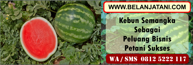 kebun, semangka, peluang, bisnis, petani, sukses