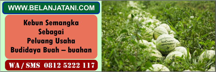 kebun, semangka, peluang, usaha, budidaya, buah - buahan