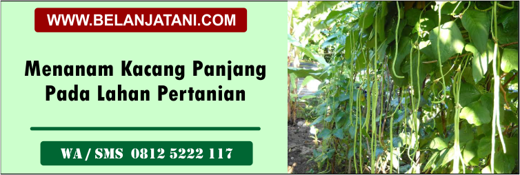 menanam,kacang,panjang,lahan,pertanian