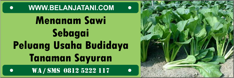 Jual Benih Sawi Berkualitas Antivirus dan Bakteri Harga Murah | Belanja Tani menanam,sawi,peluang,usaha,budidaya,tanaman,sayuran