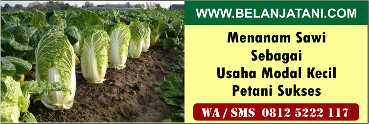 menanam,sawi,usaha,modal,kecil,petani,sukses