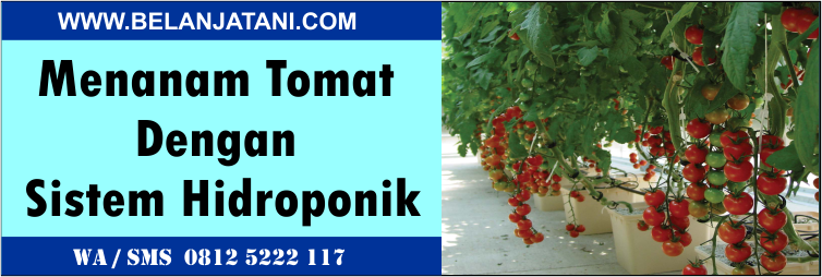 menanam,tomat,sistem,hidroponik