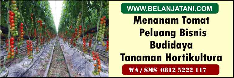 menanam,tomat,peluang,bisnis,budidaya,tanaman,hortikultura