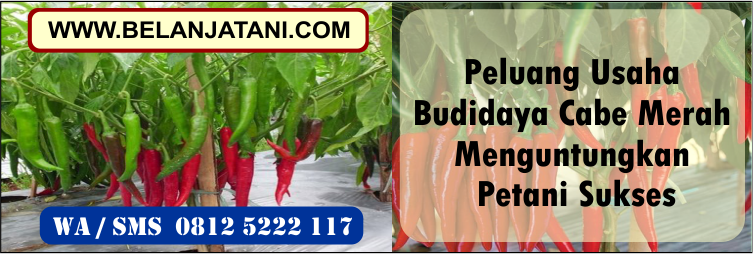 peluang, usaha, budidaya, cabe, merah, petani, sukses