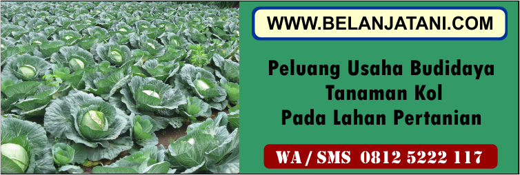 peluang,usaha,budidaya,tanaman,kol,pada,lahan,pertanian