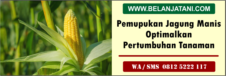pemupukan, jagung, manis, optimalkan, pertumbuhan, tanaman