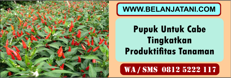 pupuk, untuk, cabe, tingkatkan, produktifitas