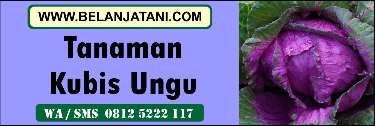 tanaman, kubis, ungu