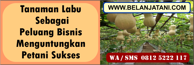 Jual Benih Labu Tahan Layu Bakteri dan Jamur | Belanja Tani tanaman, labu, peluang, bisnis, menguntungkan, petani, sukses