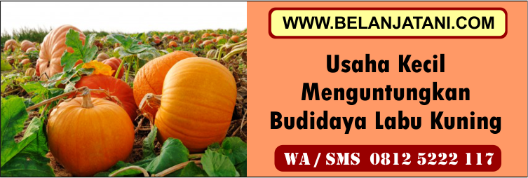 usaha, kecil, menguntungkan, budidaya, labu, kuning