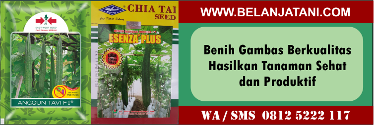 benih, gambas, berkualitas, hasilkan, tanaman, sehat, produktif