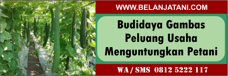 budidaya, gambas, peluang, usaha, menguntungkan, petani