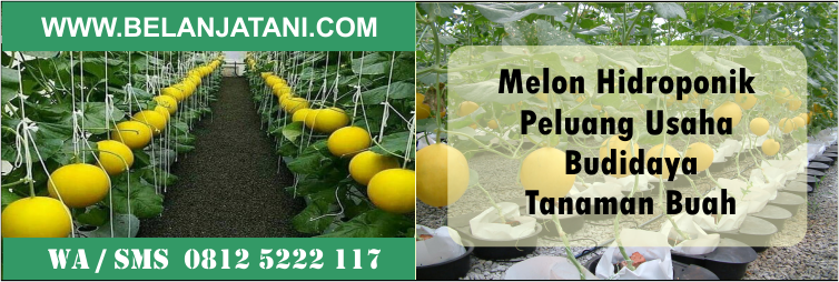 melon, hidroponik, peluang, usaha, budidaya, tanaman, buah