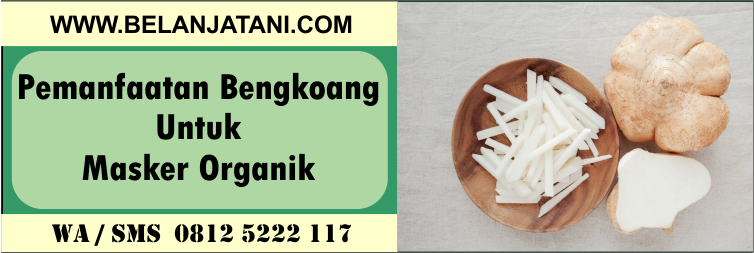 pemanfaatan, bengkoang, untuk, masker, organik
