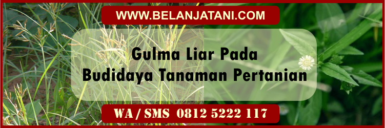 gulma, liar, pada, budidaya, tanaman, pertanian