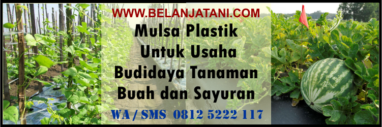 mulsa, plastik, untuk, usaha, budidaya, tanaman, buah, sayuran