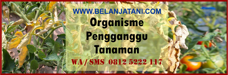 organisme, pengganggu, tanaman