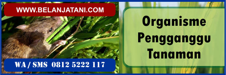 organisme, pengganggu, tanaman