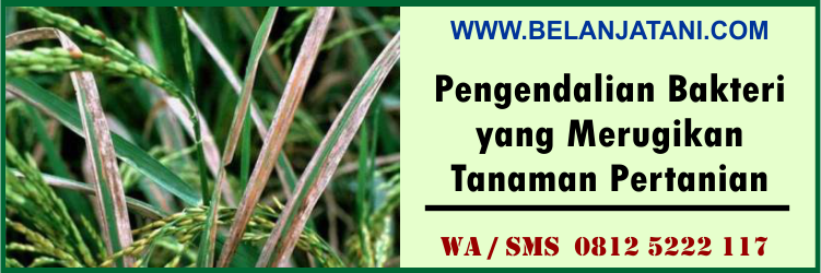 pengendalian, bakteri, merugikan, tanaman, pertanian