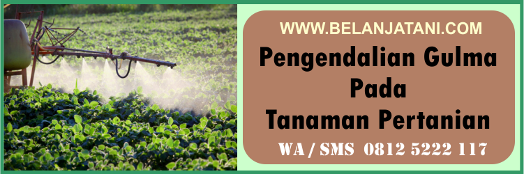 pengendalian, gulma, tanaman, pertanian