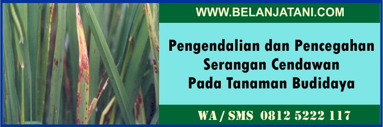 pengendalian, pencegahan, serangan, cendawan, tanaman, budidaya